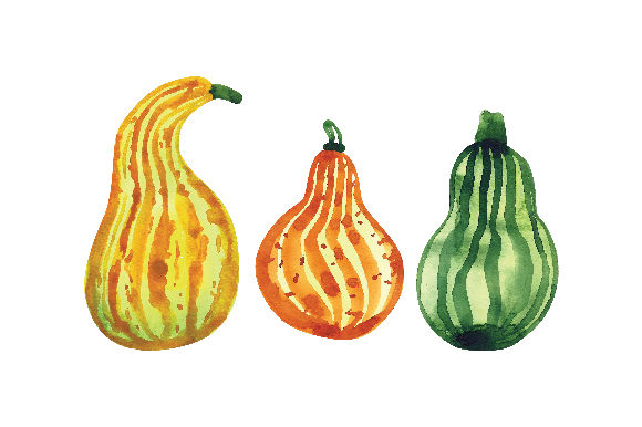 Watercolor Gourds for Food Amp Branding & Design